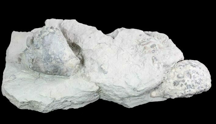 Eucalyptocrinus and Holocystites Fossils - Indiana #47111